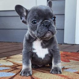 Pink collar - Blue female French Bulldog puppy in Cordes Lakes, Arizona from Puppy Love AZ LLC