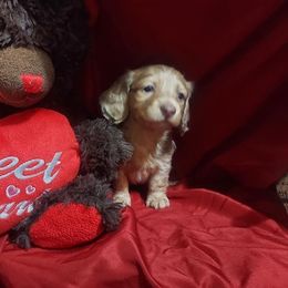 Dachshund Puppies from Kalua's Doxies