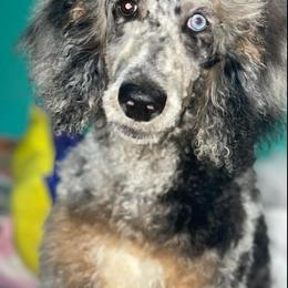 Poodle All Grown Up from Tri-state poodles & Doodles