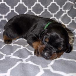 Adele - Black and rust female Doberman Pinscher puppy in Boyd, Texas from Team Feem Breeders