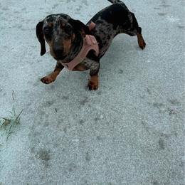 Gabby - Dachshund
