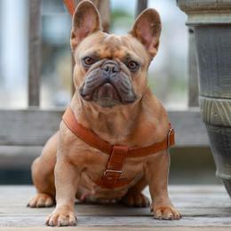 Juice Box - French Bulldog
