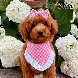 Thea - Red  female Poodle puppy in Morehead, Kentucky from Paw Perfect Pets