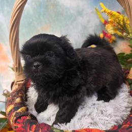 Jack - Black male Shih Tzu puppy in Green Bay, Wisconsin from Kim's Shih Tzus