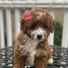 Heidi - Red female Cavapoo puppy in Mint Hill, North Carolina from DoodleForever