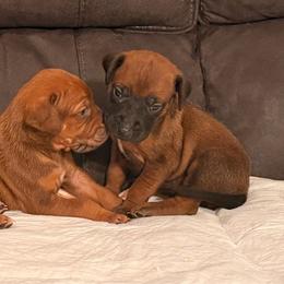 Girl 3 - Rd whtn blk nose female Rhodesian Ridgeback puppy in Upland, California from Masai's Pride Rhodesian Ridgbacks