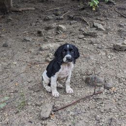 Boy 4 - Black and white male English Springer Spaniel puppy in Herington, Kansas from Sho-Me Springers