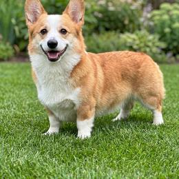Lana - Pembroke Welsh Corgi