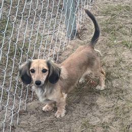 Bunny - Dachshund