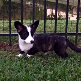 Cardigan Welsh Corgi Puppies from Penfro Corgis