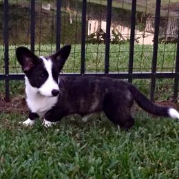 Cardigan Welsh Corgi Puppies from Penfro Corgis