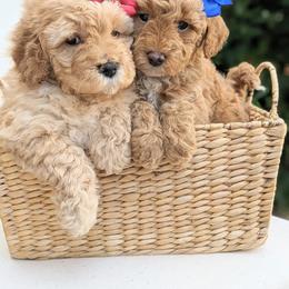 Aussiedoodle and Goldendoodle Puppies from Ever After Doodles Arizona