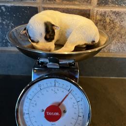 Boy 2 - male Australian Cattle Dog puppy in Reed Point, Montana from Heelers and Highlands