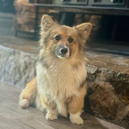 Olive - Pembroke Welsh Corgi