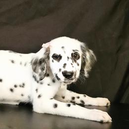 Dalmatian Puppies from Long Coat Dalmatians