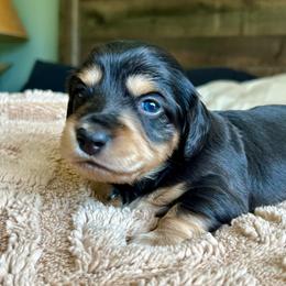 Ginny - Black and cream female Dachshund puppy in Coeymans Hollow, New York from Dachshunds of the Hollow