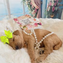 Francheska - Apricot female Poodle puppy in Fountain, Florida from Silva Royale Standard Poodles