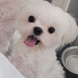 Dante - Maltese