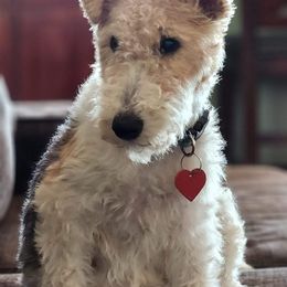 Wire Fox Terriers from Wire Hairs of Knoxville
