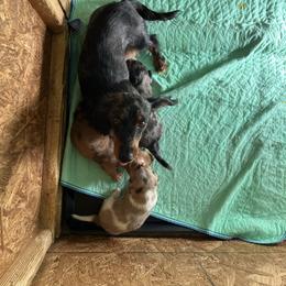 Willow - Dachshund