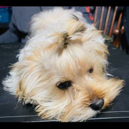 Diesel - Yorkshire Terrier