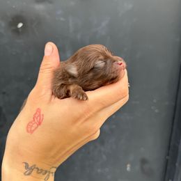 Buttercup - Chocolate and tan female Pomeranian puppy in Tulsa County, Oklahoma from CP Kennels
