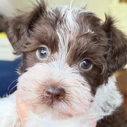 Chip very deep dark liver and white green collar - Parti male Miniature Schnauzer puppy in Temple, Texas from Schnauzers Of Taylor