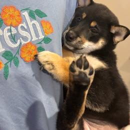 Pinky - Black and tan female Shiba Inu puppy in Elizabeth, New Jersey from Shiba Inu Loving Care