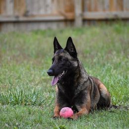 Reason - Belgian Malinois