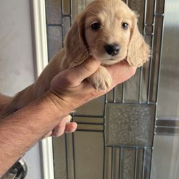 Dachshund Puppies from Loveland Doxies