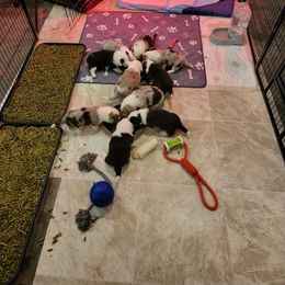 Cardigan Welsh Corgi Puppies from Star N Cardigan Corgis