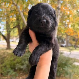 Penny - Black female German Shepherd puppy in Perrysburg, Ohio from Fancy GSDs