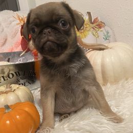 Dubai - Fawn male Pug puppy in Onalaska, Washington from Cupid’s Pugs