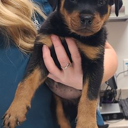 Aurora - Black and mahogany female Rottweiler puppy in Humboldt, Arizona from Guardian Angel Rottweiler
