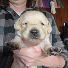 Yellow female - Yellow female Labrador Retriever puppy in Andrews, South Carolina from Leyland Cypress Retrievers