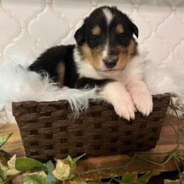 Chuckie Finster - Black white and tan male Collie puppy in Chilhowie, Virginia from Jolly Collies