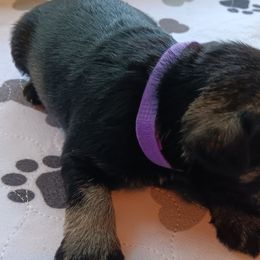 Girl 1 - Salt and pepper Miniature Schnauzer puppy in Asheville, North Carolina from Farbe Miniature Schnauzers