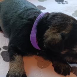 Girl 1 - Salt and pepper Miniature Schnauzer puppy in Asheville, North Carolina from Farbe Miniature Schnauzers