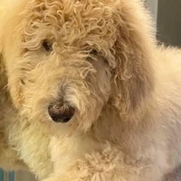 Bernedoodles, Goldendoodles, and Poodles from Dinoland Doodles