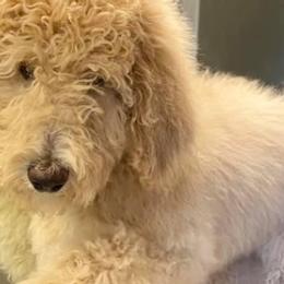 Bernedoodles, Goldendoodles, and Poodles from Dinoland Doodles