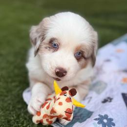 Rusty (Rusty) - Red merle male Australian Shepherd puppy in Ramona, California from Blue Moon Aussies