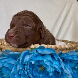 Sneezy - Brown and white male Aussiedoodle puppy in Denton, Maryland from Royal Conron Doodles