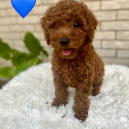Blue Boy - Red  male Poodle puppy in Saginaw, Texas from Pawcious Poodles
