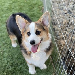 EllE - Pembroke Welsh Corgi