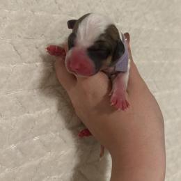 Tinker bell - Fawn female Pembroke Welsh Corgi puppy in Vacaville, California from Hope_4thebay_Corgis