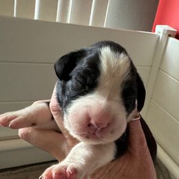 Bae - Brindle Boxer puppy in Rochester, Washington from Holly's Boxers of Rochester