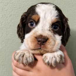 Jaq - Tri-Roan male English Springer Spaniel puppy in Fort White, Florida from Thunderbird Springers