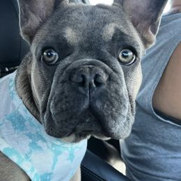 French Bulldogs from Freya_maxifrenchies