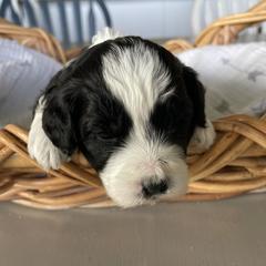 Australian Mountain Doodle Puppies from Tolman Acres