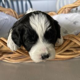 Australian Mountain Doodle Puppies from Tolman Acres
